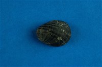 藏品(漁舟蜑螺)的圖片